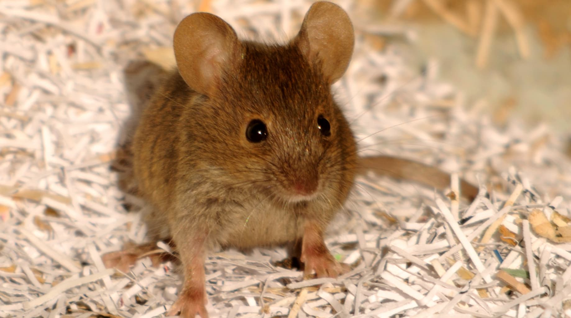 House mouse